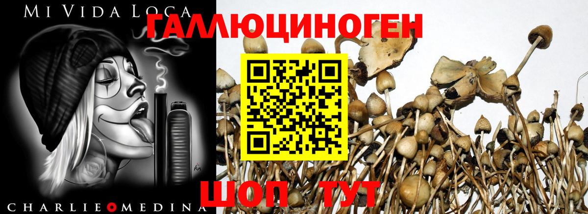 Псилоцибиновые грибы MAGIC MUSHROOMS  Галлюциногенные грибы мицелий  Вход с VPN  Вязники 